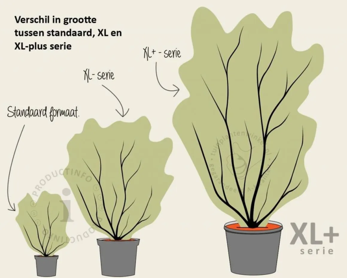 Euonymus alatus 'Compactus' - XL+