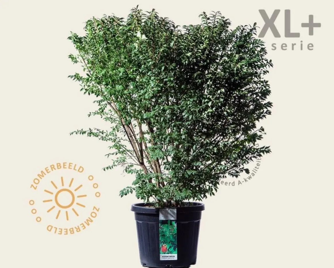Euonymus alatus 'Compactus' - XL+