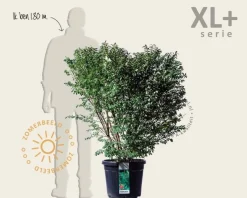 Euonymus alatus 'Compactus' - XL+