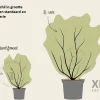 Euonymus alatus 'Compactus' - XL