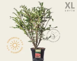 Euonymus alatus - XL