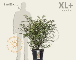 Euonymus alatus - XL+