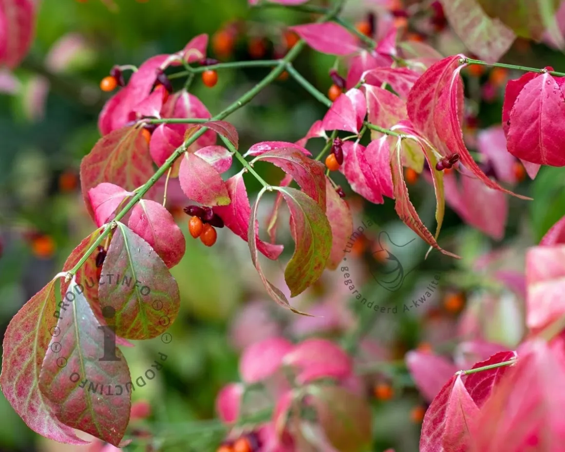 Euonymus alatus - XL+