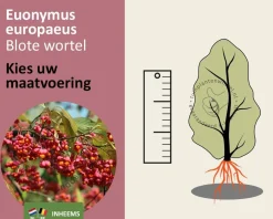 Euonymus europaeus - blote wortel