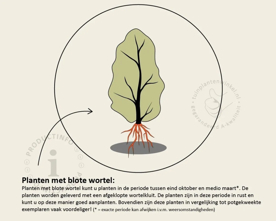 Euonymus europaeus - blote wortel