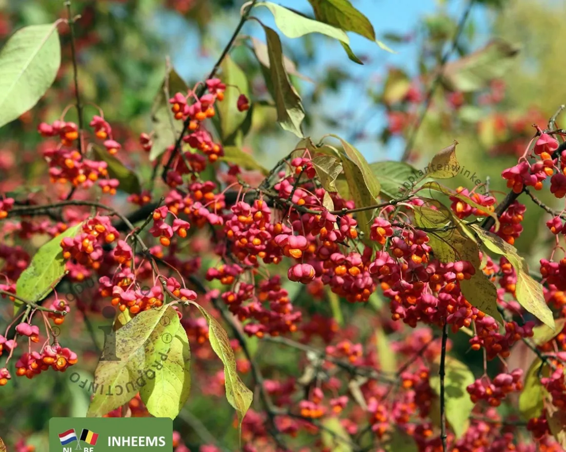 Euonymus europaeus - blote wortel
