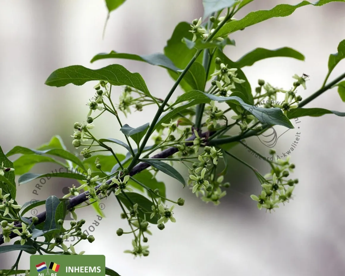 Euonymus europaeus - blote wortel