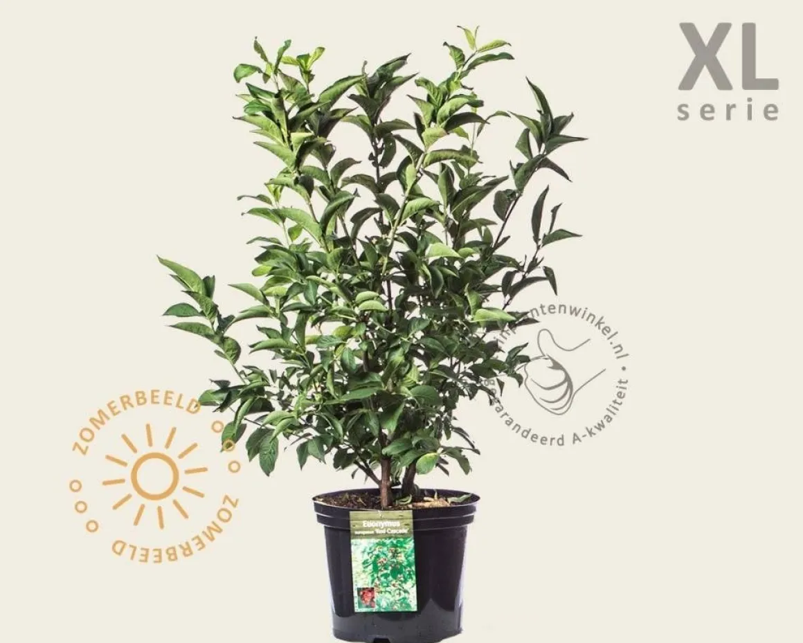 Euonymus europaeus 'Red Cascade' - XL