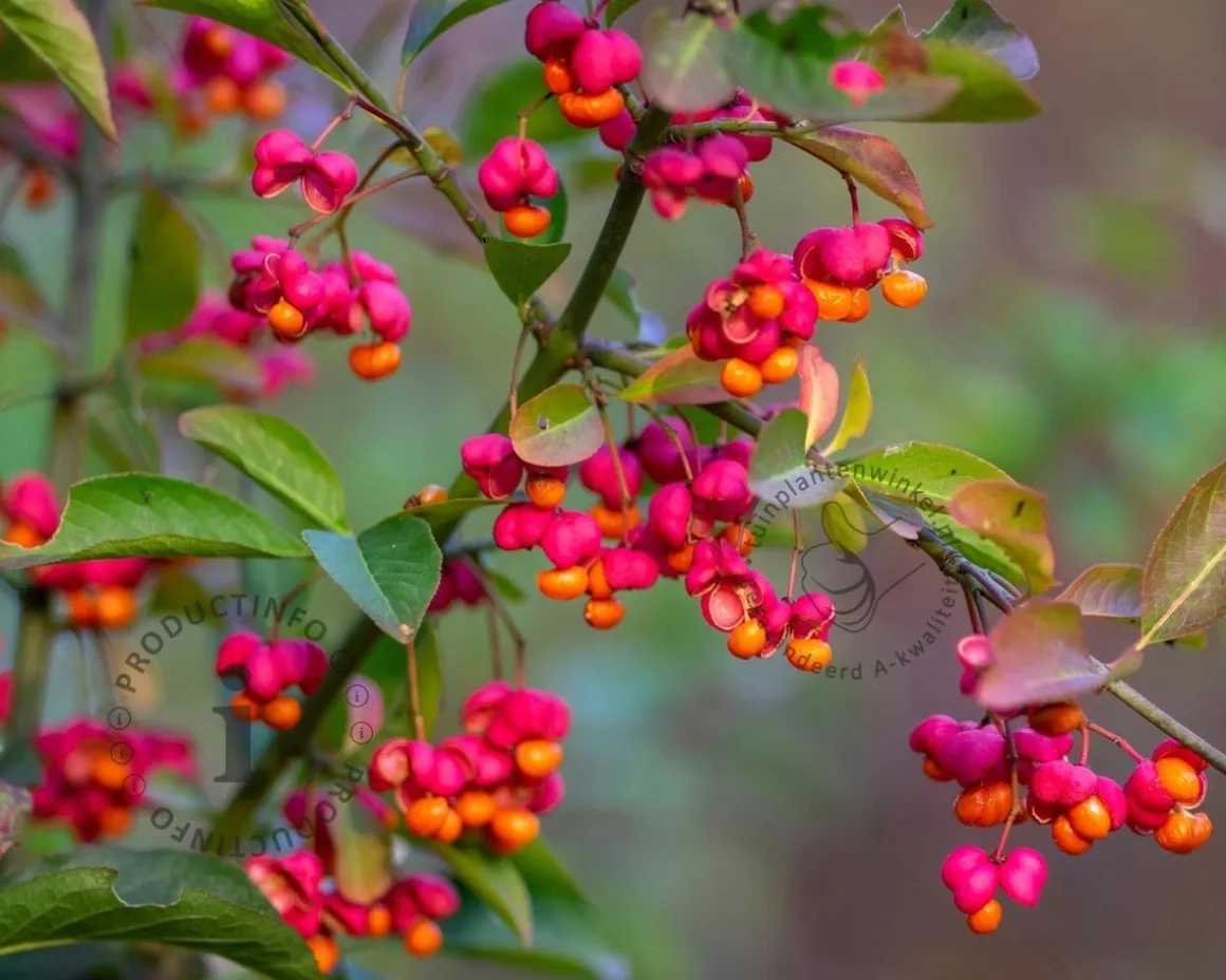 Euonymus europaeus 'Red Cascade' - XL+