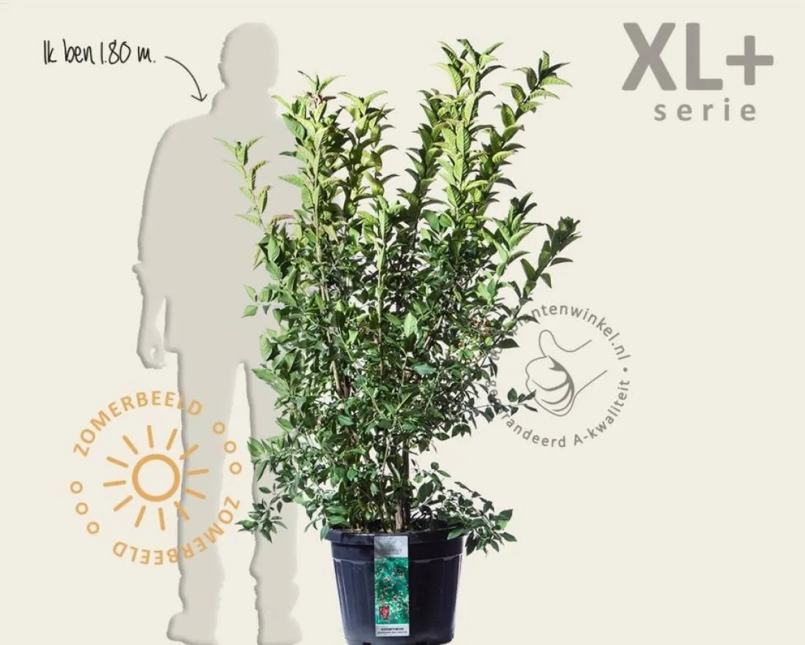 Euonymus europaeus 'Red Cascade' - XL+