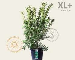 Euonymus europaeus 'Red Cascade' - XL+