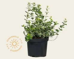 Euonymus fortunei 'Emerald Gaiety'