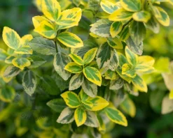 Euonymus fortunei 'Emerald 'n Gold' - 50 cm stam