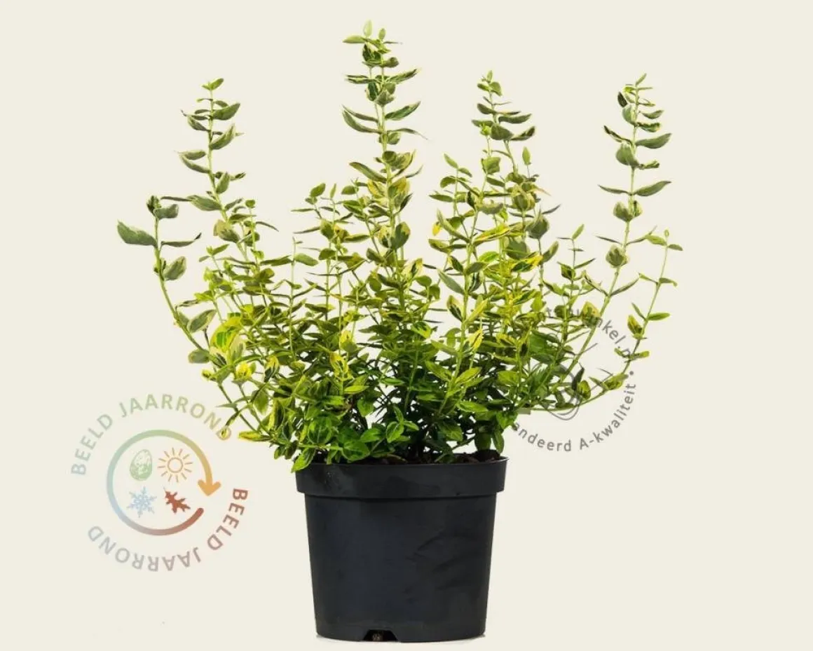 Euonymus fortunei 'Emerald 'n Gold'