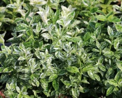 Euonymus fortunei 'Harlequin'