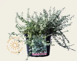 Euonymus fortunei 'Silver Carpet'