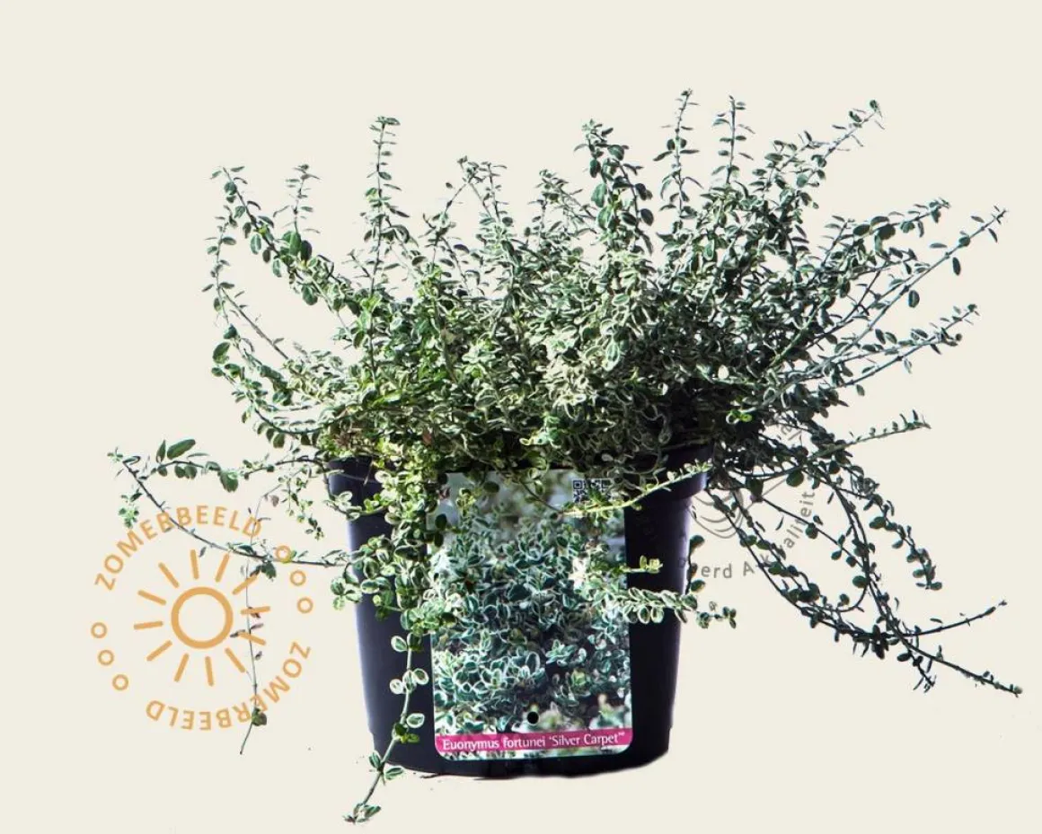 Euonymus fortunei 'Silver Carpet'