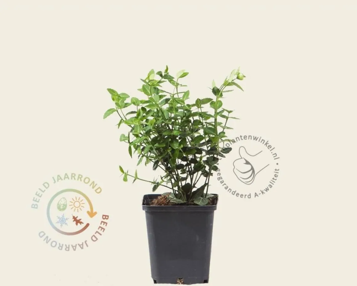 Euonymus fortunei var. radicans