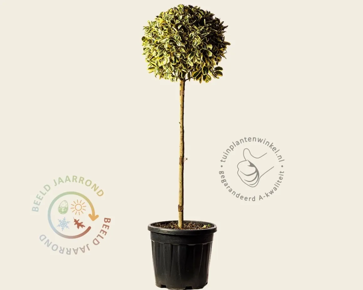 Euonymus japonicus 'Bravo' - bol op stam