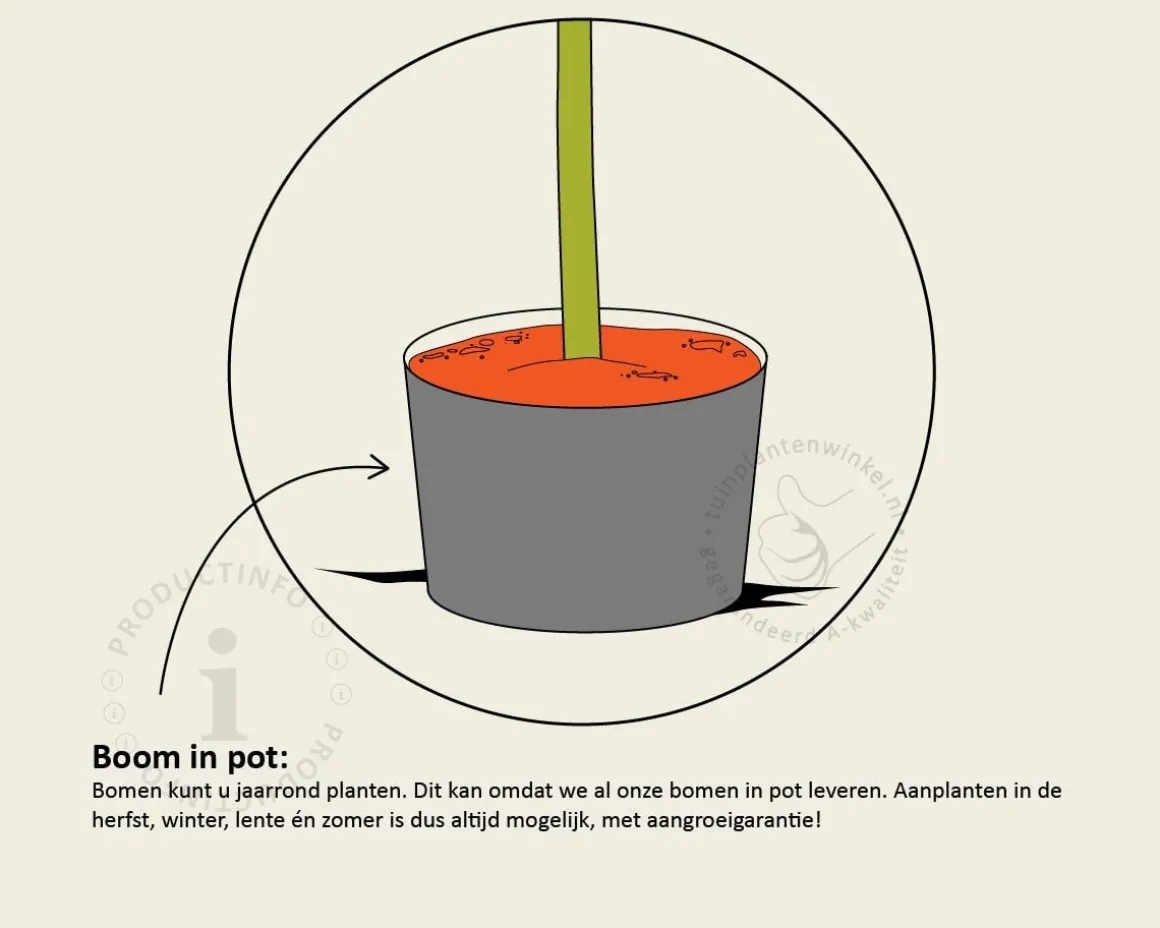 Euonymus japonicus 'Bravo' - bol op stam