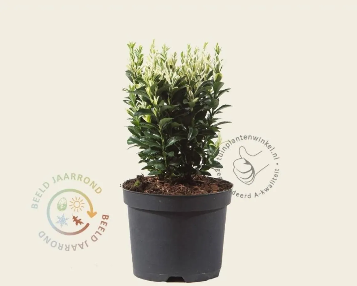 Euonymus japonicus 'Francien'