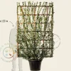 Euonymus japonicus - In rek 130x200 cm