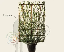 Euonymus japonicus - In rek 130x200 cm