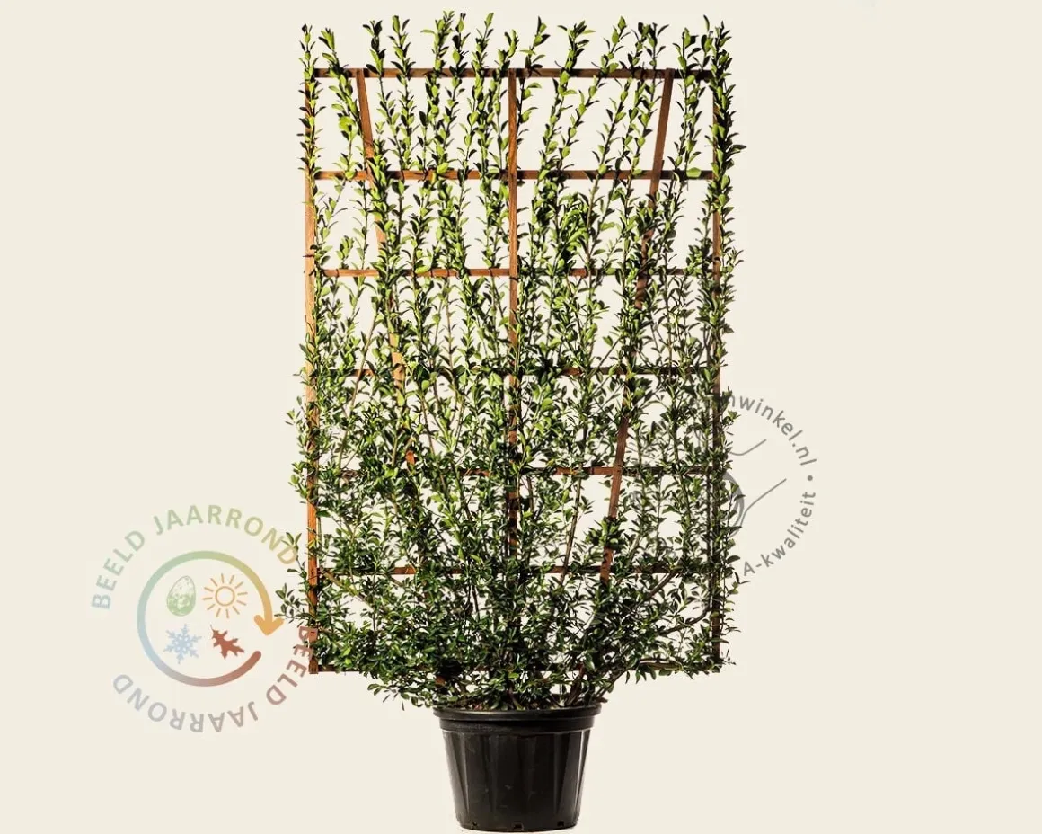 Euonymus japonicus - In rek 130x200 cm
