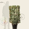 Euonymus japonicus - In rek 70x120 cm
