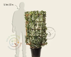 Euonymus japonicus - In rek 70x120 cm