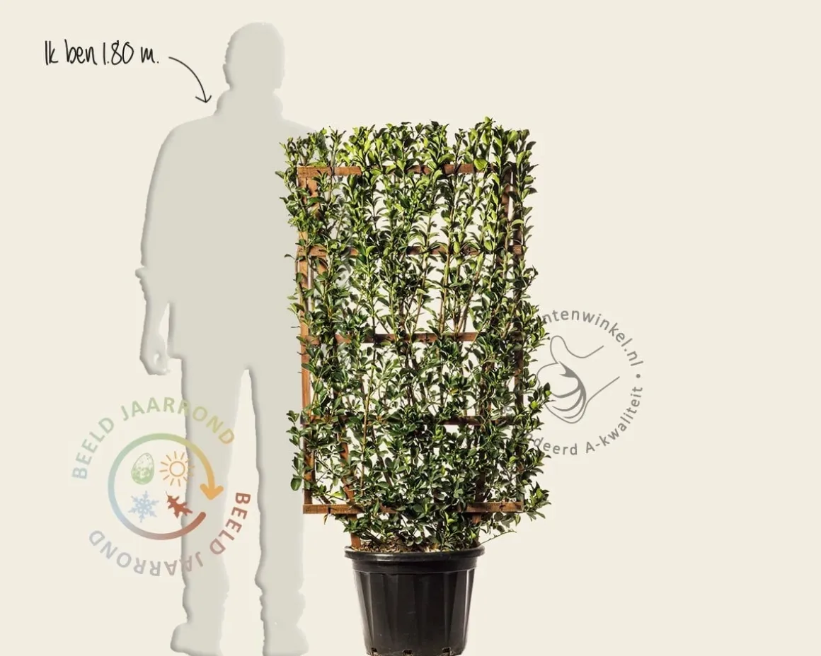 Euonymus japonicus - In rek 70x120 cm