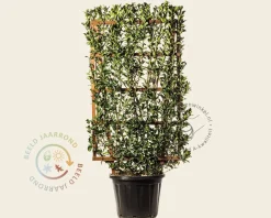 Euonymus japonicus - In rek 70x120 cm