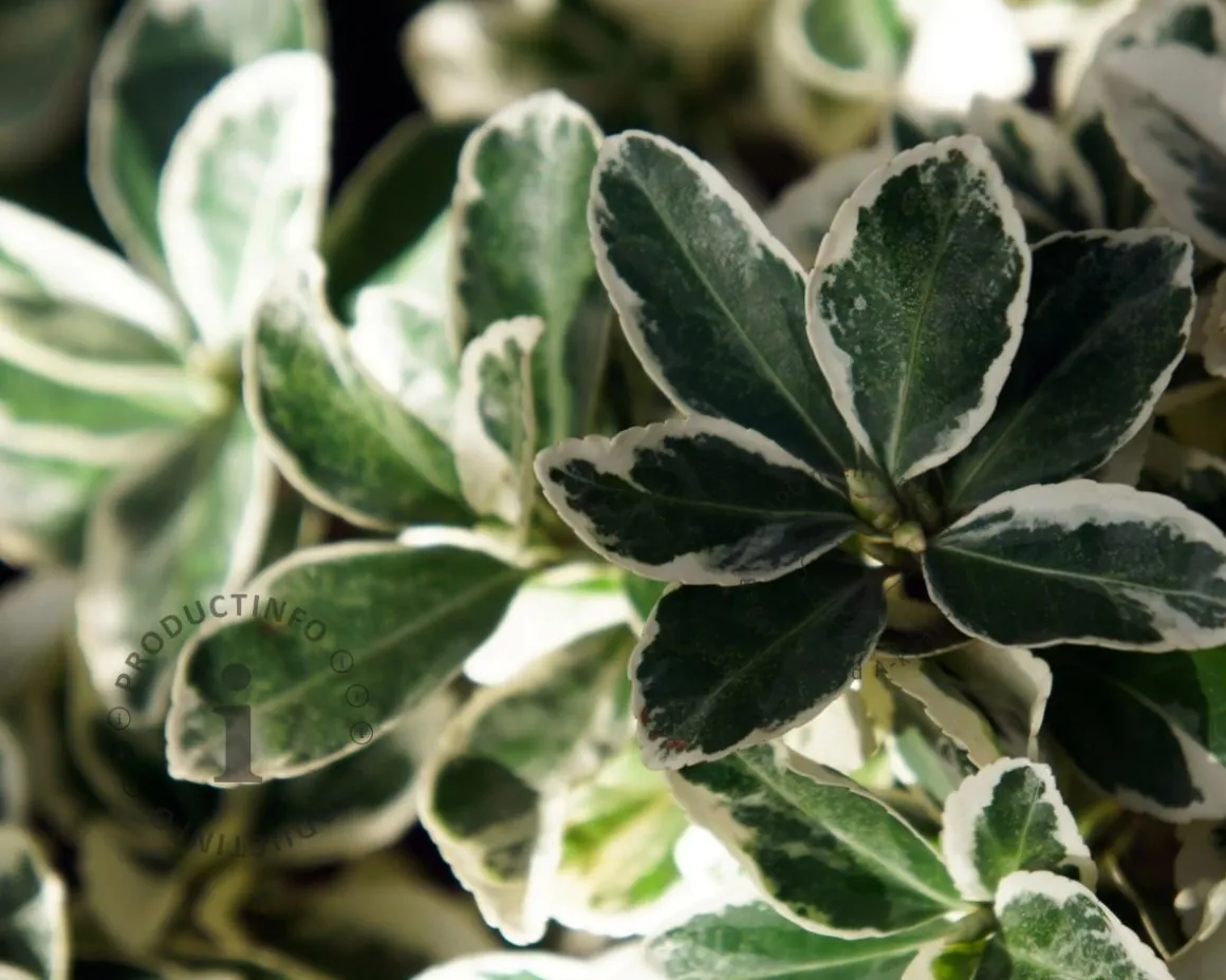 Euonymus japonicus 'Kathy' - 50 cm stam
