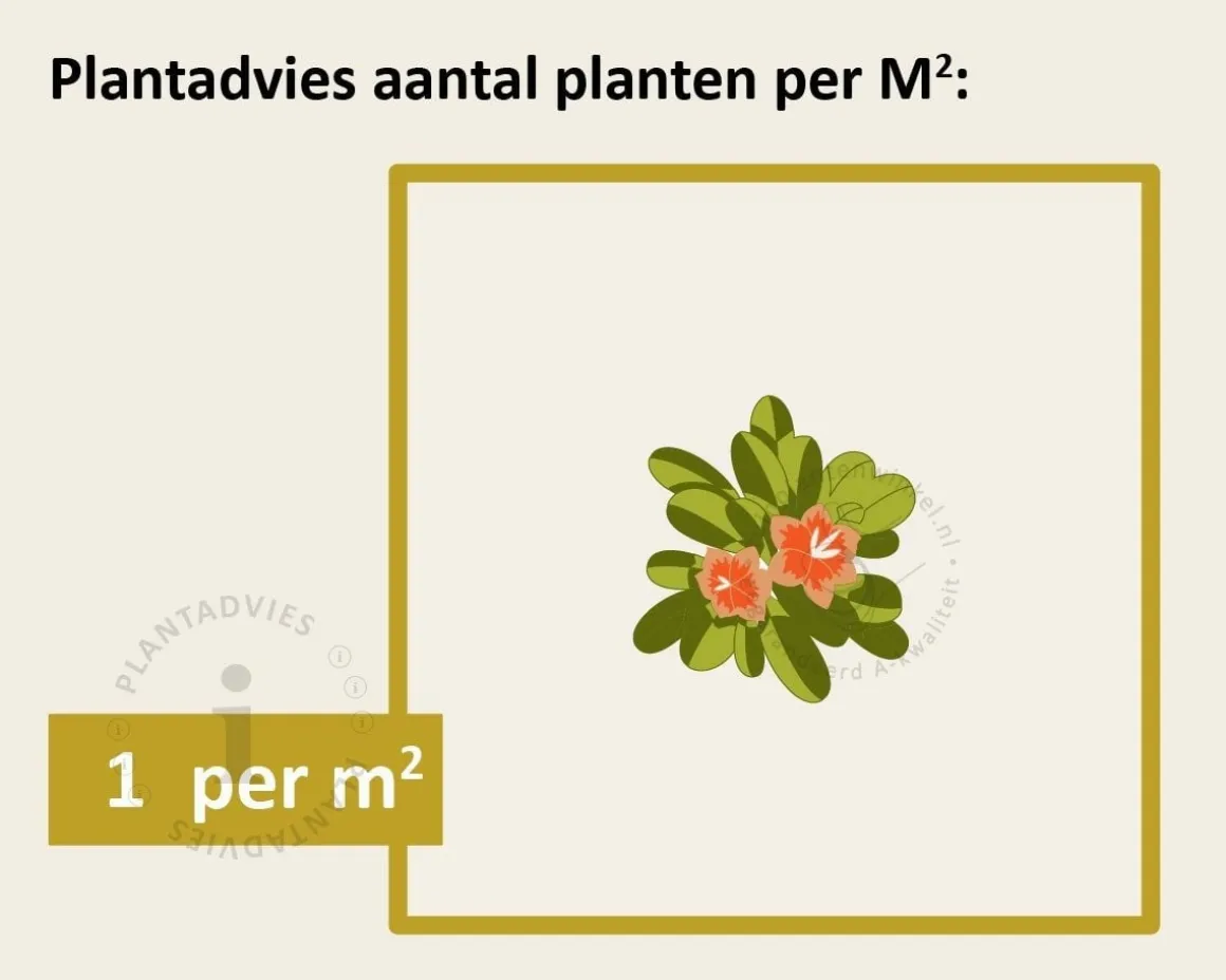 Euonymus japonicus 'Kathy' - 50 cm stam