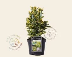 Euonymus japonicus 'Marieke'