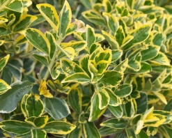 Euonymus japonicus 'Marieke' - 50 cm stam