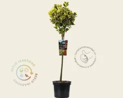 Euonymus japonicus 'Marieke' - 50 cm stam
