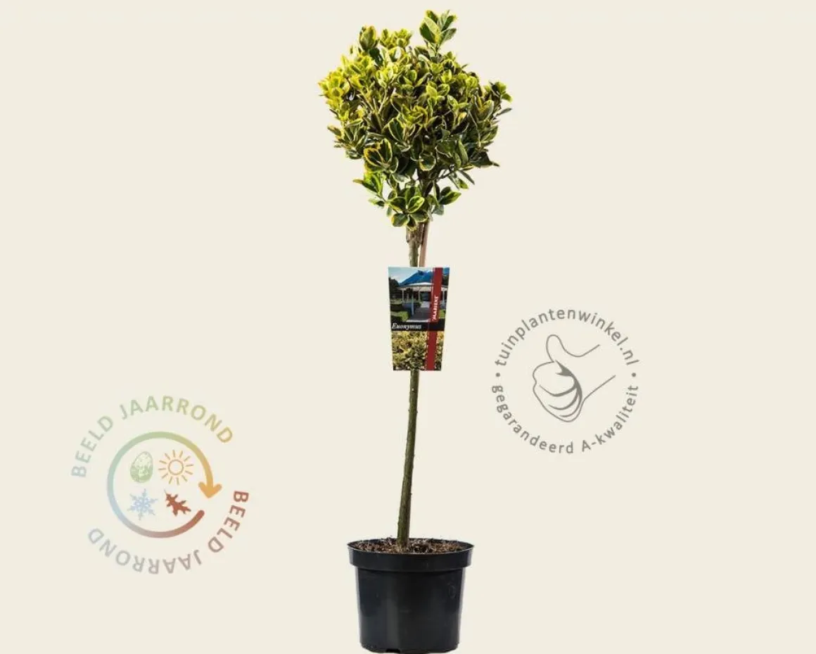 Euonymus japonicus 'Marieke' - 50 cm stam