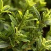 Euonymus japonicus 'Microphyllus Aureovariegata'