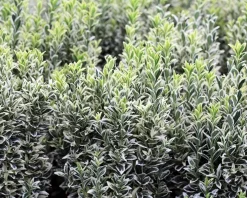 Euonymus japonicus 'Microphyllus Albovariegata'