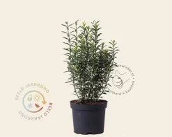Euonymus japonicus 'Microphyllus Albovariegata'