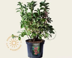 Euonymus phellomanus - XL