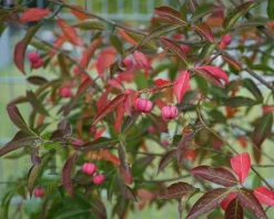 Euonymus phellomanus - XL
