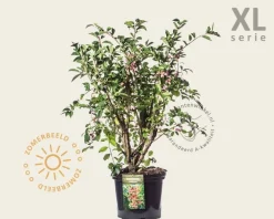 Euonymus phellomanus - XL