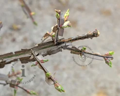 Euonymus phellomanus - XL
