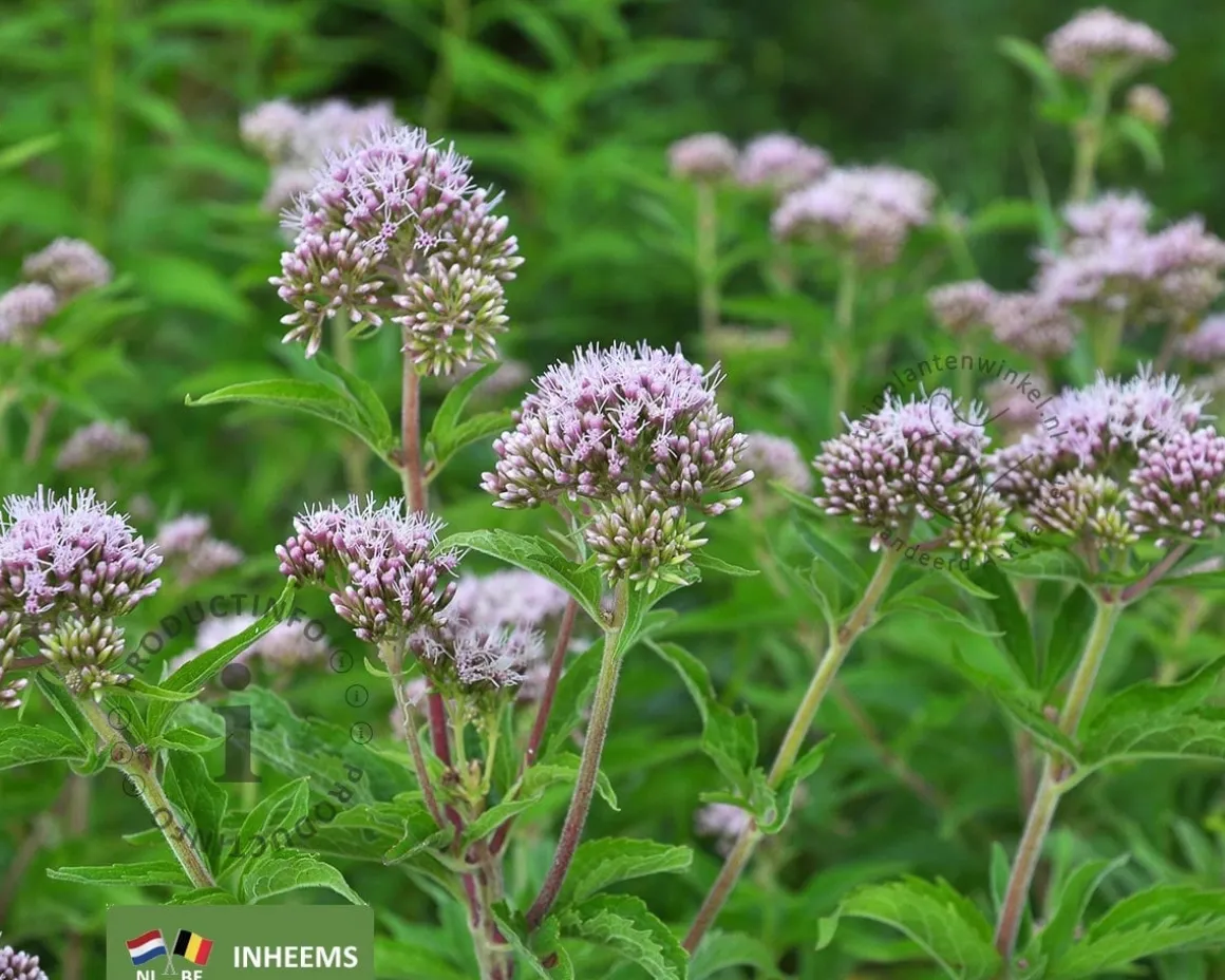 Eupatorium cannabinum