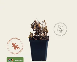 Eupatorium cannabinum