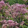 Eupatorium dubium 'Baby Joe'