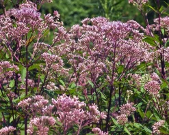 Eupatorium dubium 'Baby Joe'