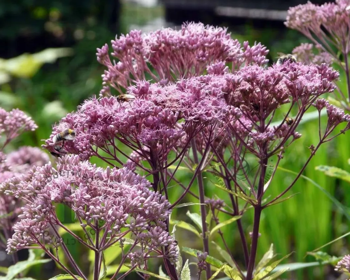 Eupatorium maculatum 'Atropurpureum'